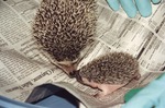[1993-04-21] Hedgehogs Sybil and Pokey nosing each other at Miami Metrozoo