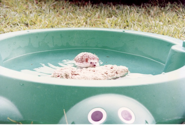 Hedgehog swimming towards a rock in a plastic pool at Miami Metrozoo