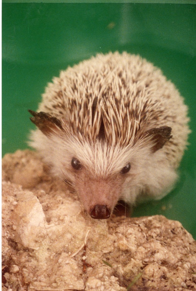 Close-up  of hedgehog Larry crawling up a rock in a plastic pool at Miami Metrozoo
