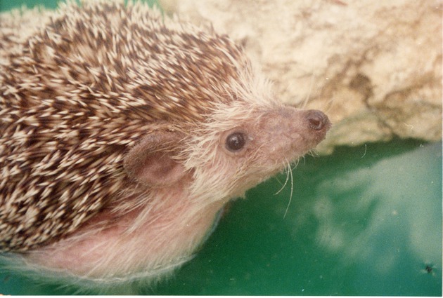 Close-up of a hedgehog beside a rock in a plastic pool at Miami Metrozoo