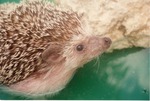 Close-up of a hedgehog beside a rock in a plastic pool at Miami Metrozoo