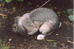 [1990/2000] German lop rabbit being walked on a lead at Miami Metrozoo