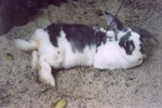 [1990/2000] Broken black rex rabbit on a lead at Miami Metrozoo