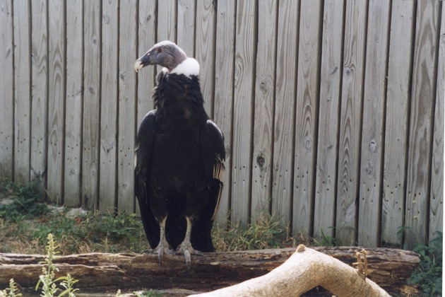 Andean condor perched on a log in its habitat at Miami Metrozoo