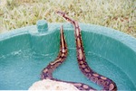 Fred the ball python playing in a plastic pool being sprayed by water at Miami Metrozoo