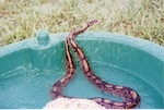 [1993-08-19] Ball python Fred curving over the edge of a plastic pool at Miami Metrozoo
