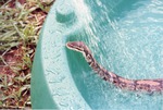 [1993-08-19] Close-up of ball python Fred being sprayed with water in a plastic pool at Miami Metrozoo