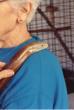 [1993-02-10] European glass lizard resting its head on a zookeeper's shoulder at Miami Metrozoo