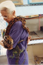 Boa constrictor wrapping around the arm and back of a zookeeper at Miami Metrozoo