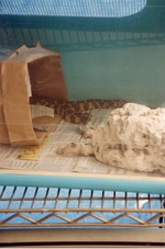 [1990/2000] Florida Kingsnake eating a mouse in its enclosure at Miami Metrozoo