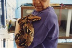 Boa constrictor being carried by a zookeeper at Miami Metrozoo