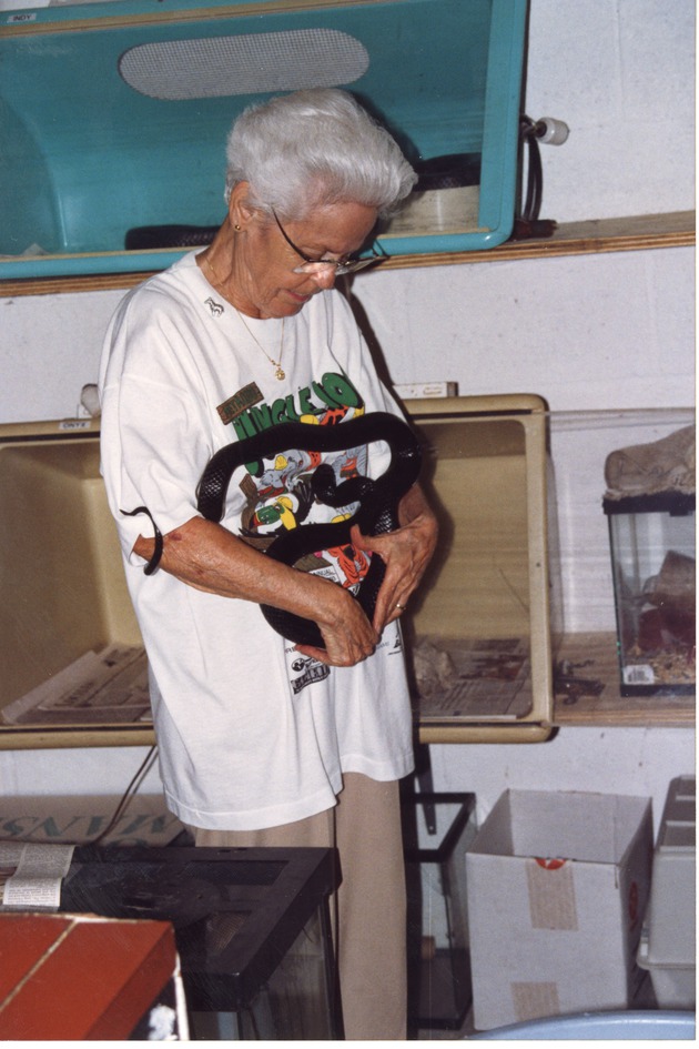 Eastern indigo snake being held by a zookeeper at Miami Metrozoo