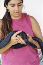 Eastern indigo snake being carried at Miami Metrozoo