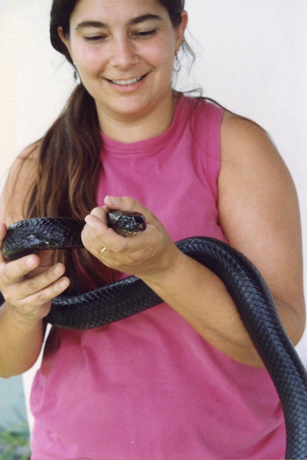 Eastern indigo snake being carried with its head held towards the camera at Miami Metrozoo