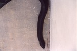 Close-up of Eastern indigo snake at Miami Metrozoo