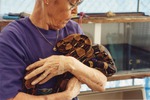Boa constrictor being cradled by a zookeeper at Miami Metrozoo
