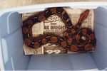 Boa constrictor in a tub on newspaper at Miami Metrozoo