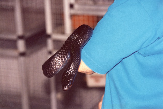 Eastern indigo snake being held by a Miami Metrozoo staff member
