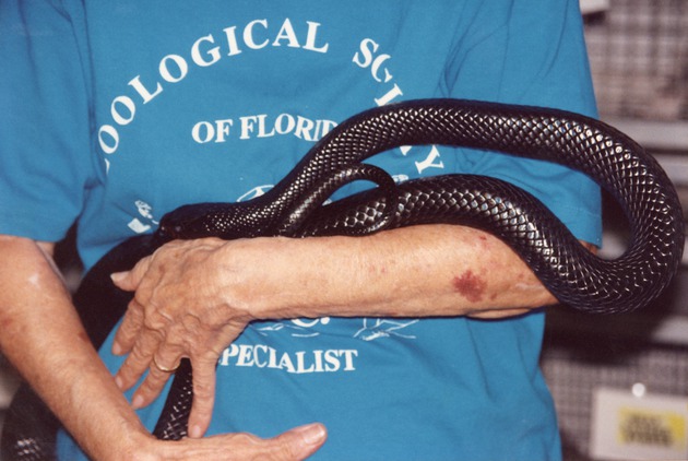 Eastern indigo snake being cradled by a Miami Metrozoo staff member