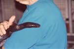 Close-up of a Eastern indigo snake being cradled by a Miami Metrozoo staff member