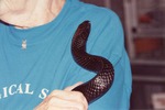 Close-up of a Eastern indigo snake slithering up a zookeeper's arm at Miami Metrozoo