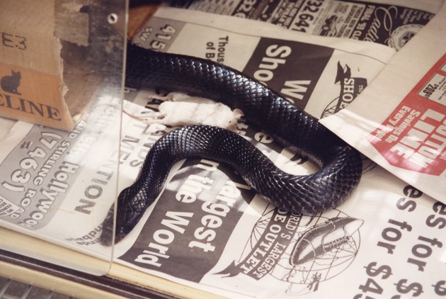 Eastern indigo snake slithering on newspaper at Miami Metrozoo