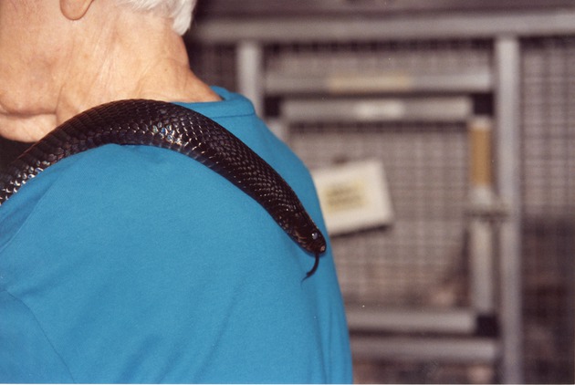 Eastern indigo snake with its tongue out on the shoulder of a zookeeper at Miami Metrozoo