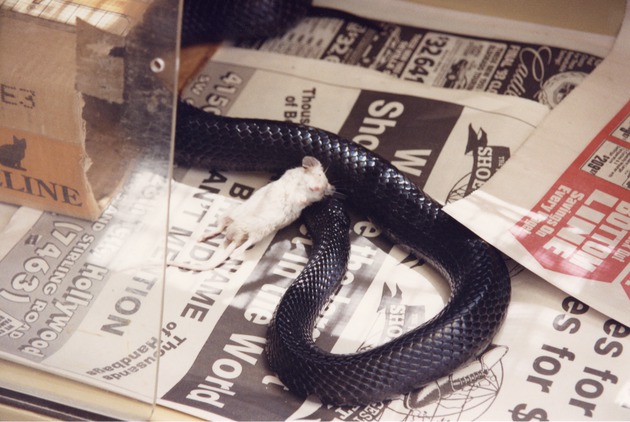 Eastern indigo snake eating a mouse at Miami Metrozoo