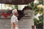Turkey vulture being presented by a zookeeper at Miami Metrozoo
