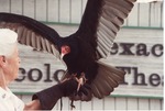 Turkey vulture being presented with wings wide open at Miami Metrozoo by a zookeeper