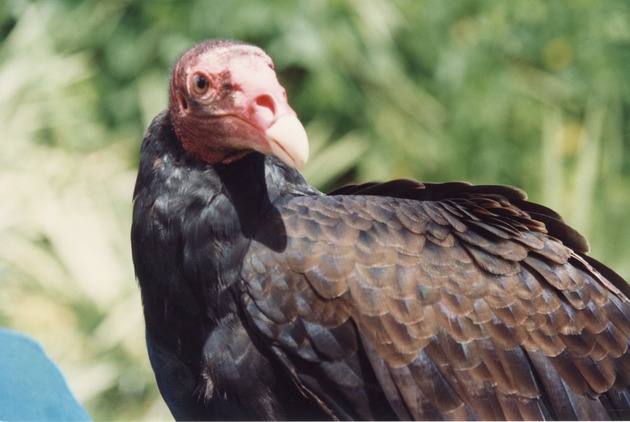 Close-up of a turkey vulture at Miami Metrozoo