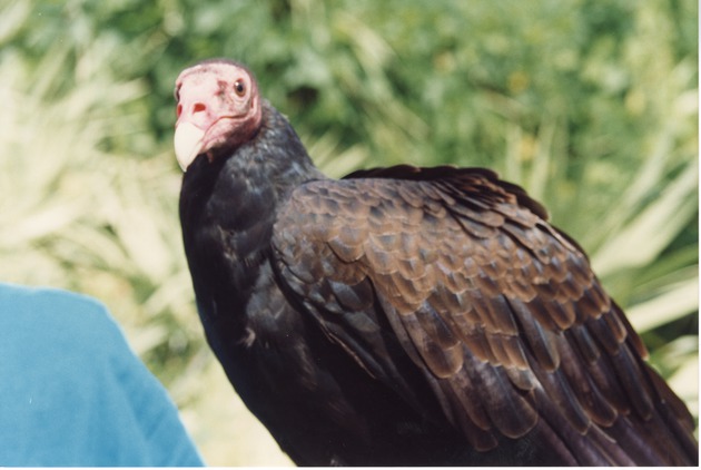 Close-up of a turkey vulture being held at Miami Metrozoo