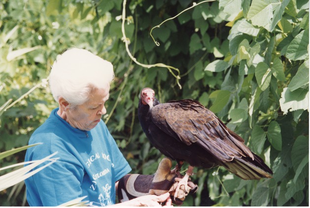 Turkey vulture being held at Miami Metrozoo by a zookeeper