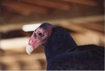 Turkey vulture in profile at Miami Metrozoo