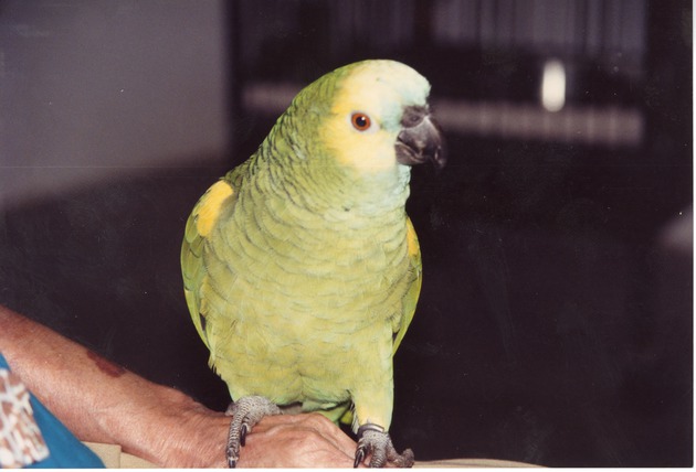 Turquoise-fronted amazon perched on a zookeeper's hand at Miami Metrozoo