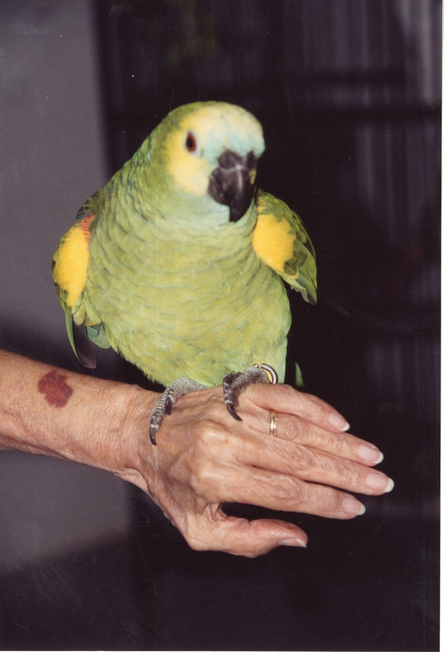 Turquoise-fronted amazon seated on a zookeeper's hand at Miami Metrozoo