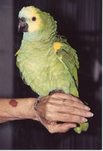 [1990/2000] Turquoise-fronted amazon perched on a hand with ruffled feathers at Miami Metrozoo