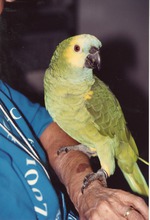 [1990/2000] Turquoise-fronted amazon perched on a zookeeper's arm at Miami Metrozoo