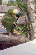 [1990/2000] Turquoise-fronted amazon chewing on a pen on one foot atop a tree stump at Miami Metrozoo