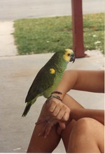 [1993-03-24] Turquoise-fronted amazon in profile perched on an arm at Miami Metrozoo