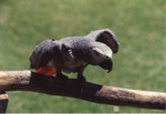 [1990/2000] Grey parrot with wings opening perched on a branch at Miami Metrozoo