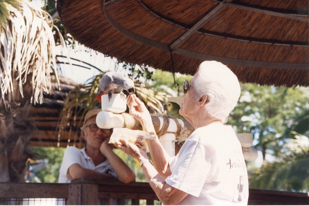 Grey parrot being hand-fed by a zookeeper at Miami Metrozoo