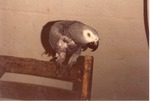 [1990/2000] Grey parrot perched on the back of a chair at Miami Metrozoo