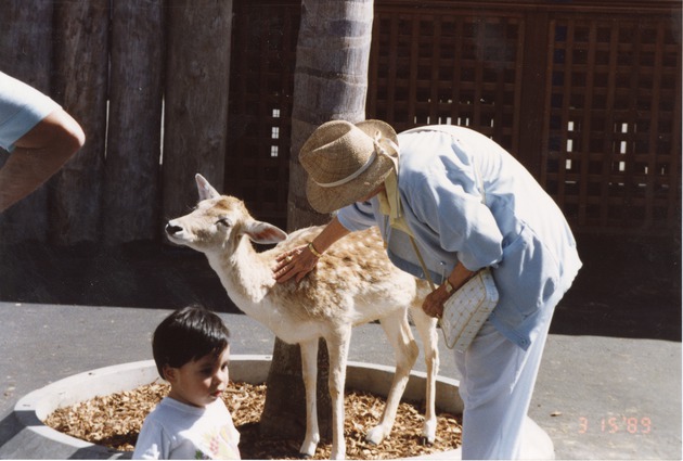 Fallow deer being pet by a visitor at Miami Metrozoo