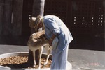 Fallow deer being pet on the head by a visitor at Miami Metrozoo