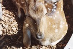 Young chital deer curled up on mulch at Miami Metrozoo