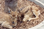 Two female chital doe curled up together on mulch at Miami Metrozoo