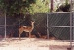 Small herd of white-tailed deer gathered together in the shade at Miami Metrozoo