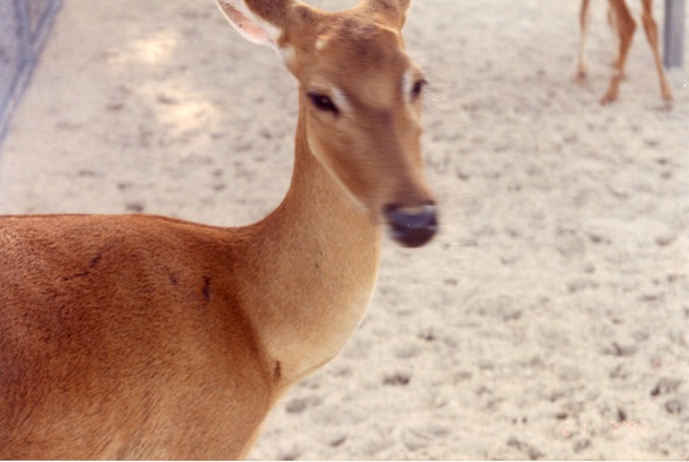 Close-up of white-tailed deer doe at Miami Metrozoo