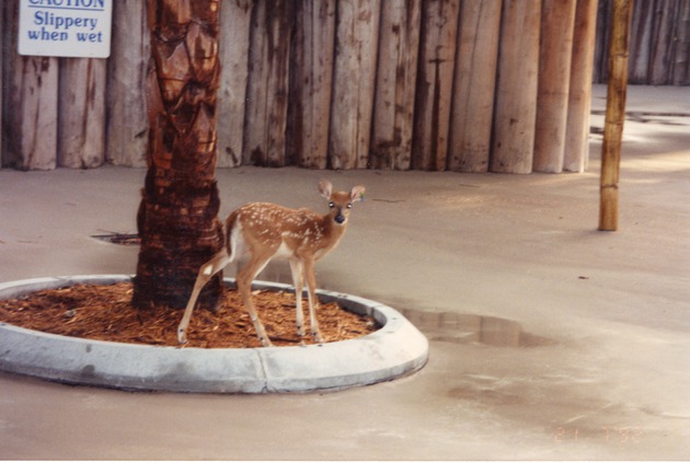White-tailed deer fawn standing at the base of a tree at Miami Metrozoo